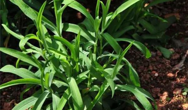 柴胡長(zhǎng)什么樣子的圖片 柴胡有哪些功效與作用 柴胡長(zhǎng)什么樣子的圖片 柴胡有哪些功效與作用