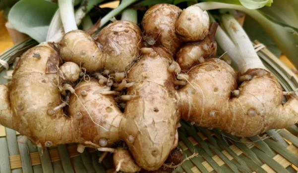 沙姜長什么樣子的圖片 沙姜有哪些功效與作用 沙姜長什么樣子的圖片 沙姜有哪些功效與作用