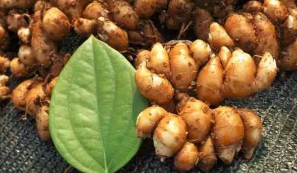 沙姜長什么樣子的圖片 沙姜有哪些功效與作用 沙姜長什么樣子的圖片 沙姜有哪些功效與作用