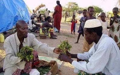 全世界唯一“吃樹葉”的國家,把國家吃垮 巧茶稱為“東非罌粟”