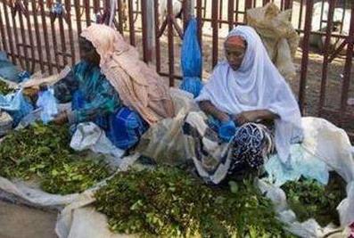 全世界唯一“吃樹葉”的國家,把國家吃垮 巧茶稱為“東非罌粟”