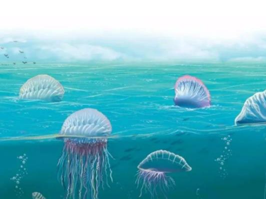 世界上最致命的水母,澳洲方水母可以在三分鐘之內(nèi)毒死一個(gè)人