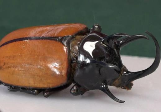 世界上最大的甲蟲,泰坦甲蟲不進食只求偶