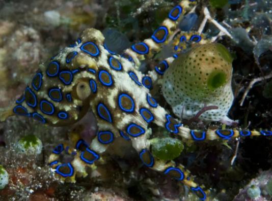 史上毒性最強章魚,藍環章魚可以在幾分鐘內殺死26名成年人