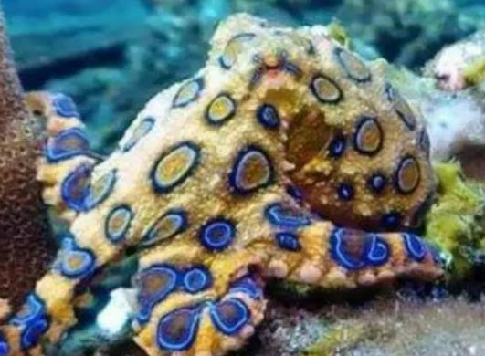 史上毒性最強章魚,藍環章魚可以在幾分鐘內殺死26名成年人