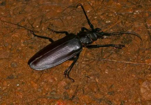 世界上最大的甲蟲,泰坦甲蟲不進食只求偶