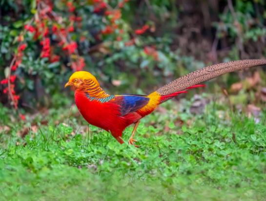 世界上最美麗的雞,紅腹錦雞比鳳凰還漂亮