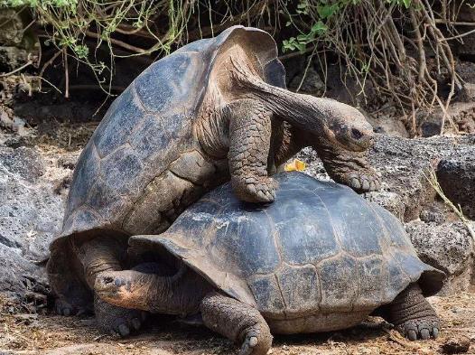 世界上最大的陸生烏龜,象龜最大可重375kg