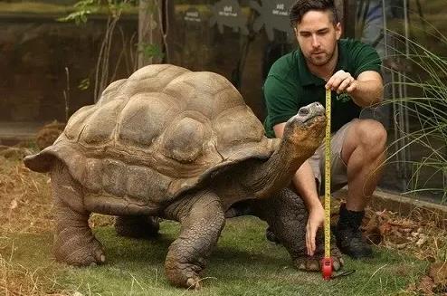 世界上最大的陸生烏龜,象龜最大可重375kg