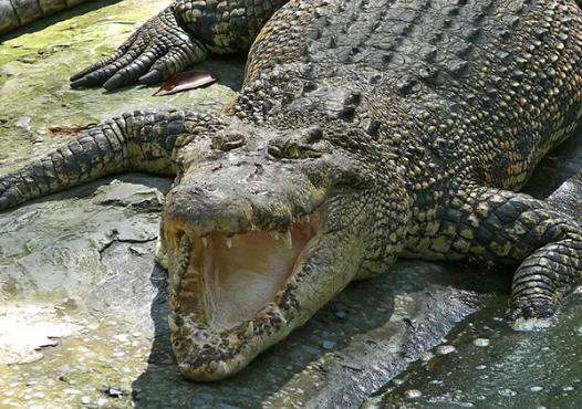 世界上最大的鱷魚,灣鱷體長可以達(dá)到5米!