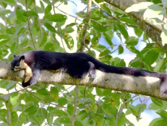 世界上最大的松鼠,巨松鼠的尾巴長度和身體幾乎一樣長