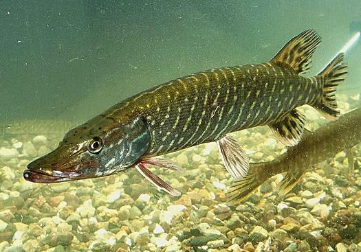 世界上最長壽的魚,狗魚至少能活200年!