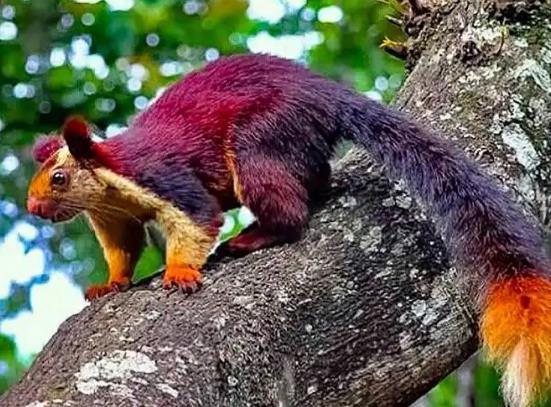 世界上最大的松鼠,巨松鼠的尾巴長度和身體幾乎一樣長