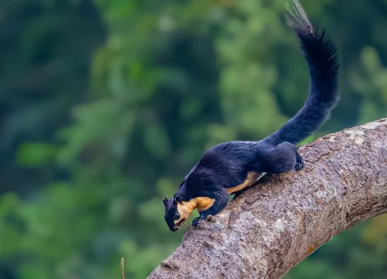 世界上最大的松鼠,巨松鼠的尾巴長度和身體幾乎一樣長