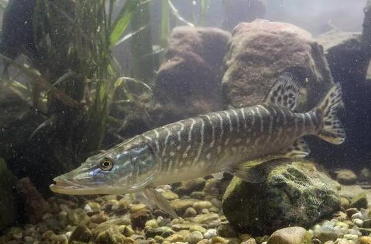 世界上最長壽的魚,狗魚至少能活200年!