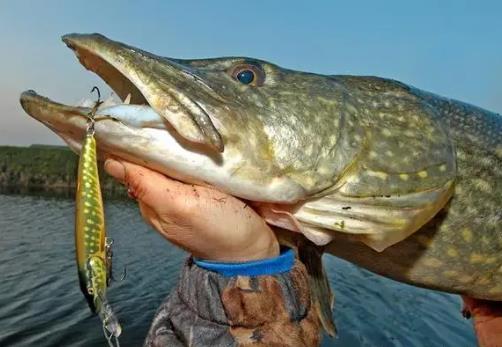 世界上最長壽的魚,狗魚至少能活200年!