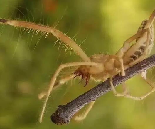 世界上最大的食人蛛,駱駝蜘蛛可吞下3倍自重的獵物