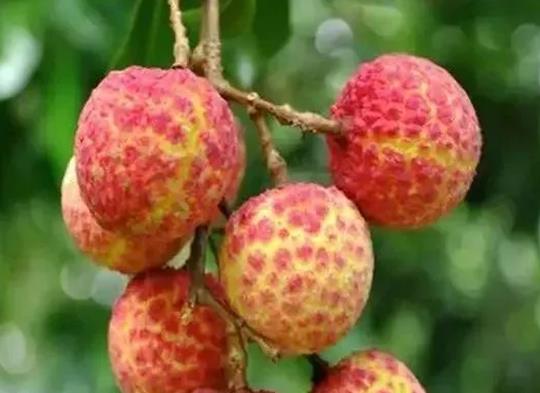 十大高檔水果排行榜,黑西瓜產量很低極其珍貴、白草莓口感香甜