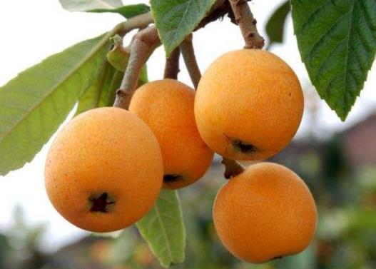 南昌十大特產(chǎn)干貨,軍山湖大閘蟹肉質(zhì)多且鮮美、安義瓦灰雞肉嫩湯鮮