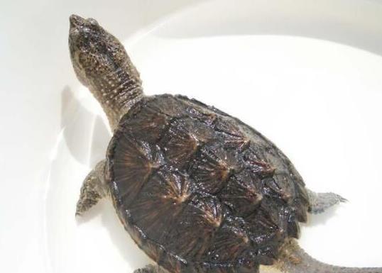 ʮ����ֵ���B�Ğ��������������t�����ǵ�ˮ������A�����ֲ��V��