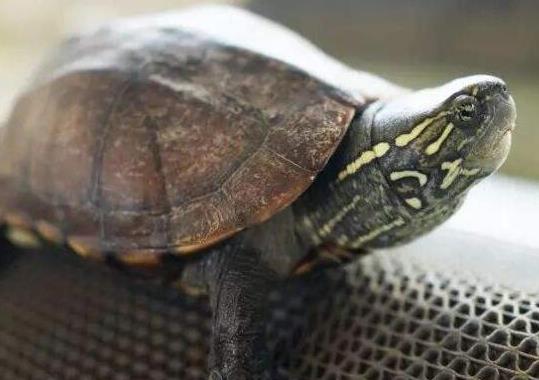 ʮ����ֵ���B�Ğ��������������t�����ǵ�ˮ������A�����ֲ��V��