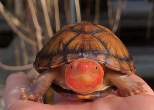 ʮ����ֵ���B�Ğ��������������t�����ǵ�ˮ������A�����ֲ��V��