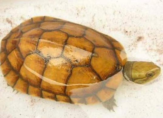 ʮ����ֵ���B�Ğ��������������t�����ǵ�ˮ������A�����ֲ��V��