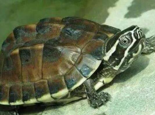 十大容易暴斃的烏龜排名,馬來食螺龜、枯葉龜對生存環境要求十分嚴格