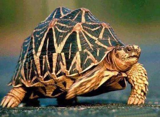 十大容易暴斃的烏龜排名,馬來食螺龜、枯葉龜對生存環境要求十分嚴格