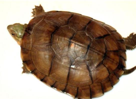 ʮ����ֵ���B�Ğ��������������t�����ǵ�ˮ������A�����ֲ��V��