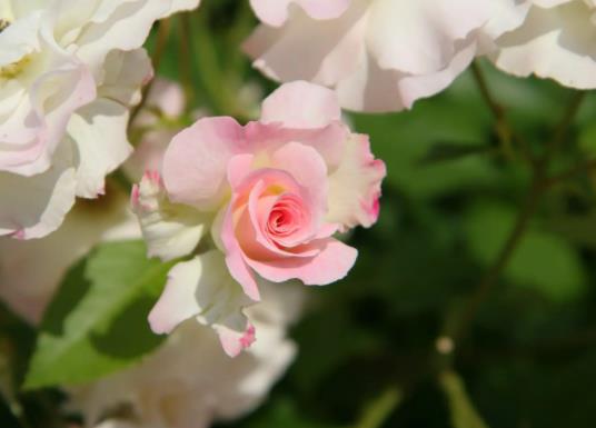 網上買花到了先不醒花可以嗎?網購鮮花如果不醒花能放多久 網上買花到了先不醒花可以嗎?網購鮮花如果不醒花能放多久