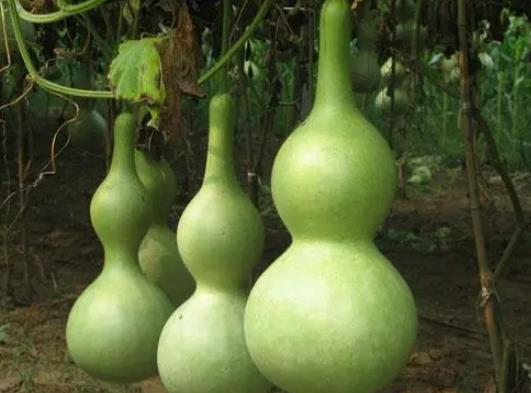 葫蘆不適合哪些人佩戴?掛葫蘆有什么禁忌 葫蘆不適合哪些人佩戴?掛葫蘆有什么禁忌