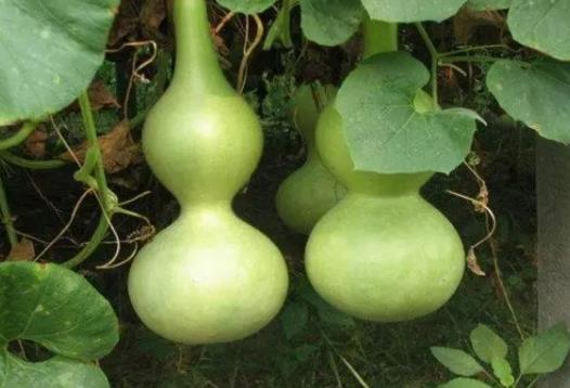 葫蘆不適合哪些人佩戴?掛葫蘆有什么禁忌 葫蘆不適合哪些人佩戴?掛葫蘆有什么禁忌