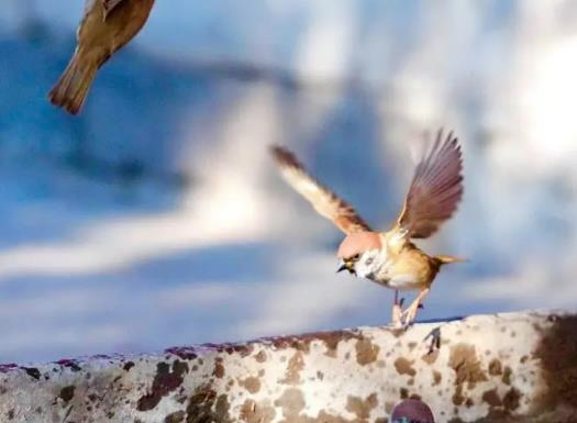 2023閏二月什么時候送留娘糕?2023年閏二月是前二月買鞋還是后二月 2023閏二月什么時候送留娘糕?2023年閏二月是前二月買鞋還是后二月