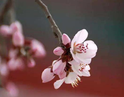 2023閏二月什么時候送留娘糕?2023年閏二月是前二月買鞋還是后二月 2023閏二月什么時候送留娘糕?2023年閏二月是前二月買鞋還是后二月