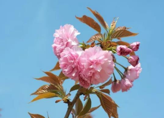 2023閏二月為什么送留娘糕?2023年閏二月什么時候買鞋 2023閏二月為什么送留娘糕?2023年閏二月什么時候買鞋