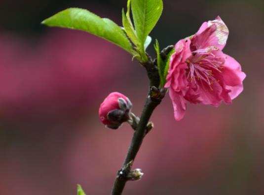 2023閏二月為什么送留娘糕?2023年閏二月什么時候買鞋 2023閏二月為什么送留娘糕?2023年閏二月什么時候買鞋