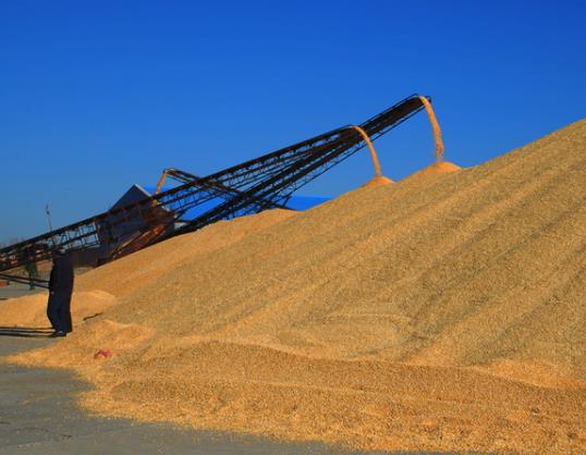 承包村里的土地有糧食補貼嗎?糧食補貼全國各地都能領嗎 承包村里的土地有糧食補貼嗎?糧食補貼全國各地都能領嗎