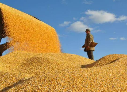 糧食補貼沒了找哪個部門?種糧補貼到底歸誰 糧食補貼沒了找哪個部門?種糧補貼到底歸誰