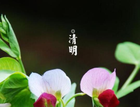 清明節(jié)祭祀能不能用塑料花?清明節(jié)上墳買鮮花買多少合適 清明節(jié)祭祀能不能用塑料花?清明節(jié)上墳買鮮花買多少合適