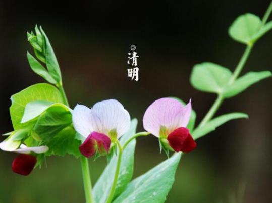 清明節(jié)燒紙?jiān)谑致房谀膫(gè)方向?清明節(jié)燒紙?jiān)诎滋爝是晚上 清明節(jié)燒紙?jiān)谑致房谀膫(gè)方向?清明節(jié)燒紙?jiān)诎滋爝是晚上