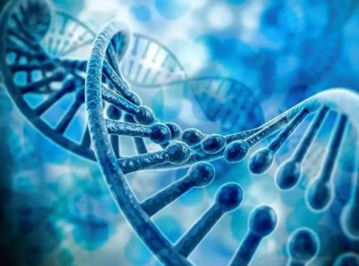 基因檢測是孕前做還是懷孕做?基因檢測是檢查什么 基因檢測是孕前做還是懷孕做?基因檢測是檢查什么