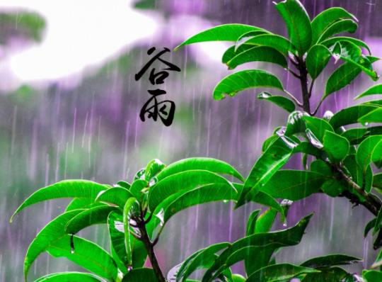 谷雨時節的氣候特征有哪些?谷雨之后還要冷多久 谷雨時節的氣候特征有哪些?谷雨之后還要冷多久