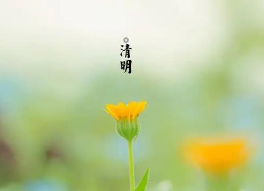 掛清明紙是什么意思?清明插柳有什么講究 掛清明紙是什么意思?清明插柳有什么講究