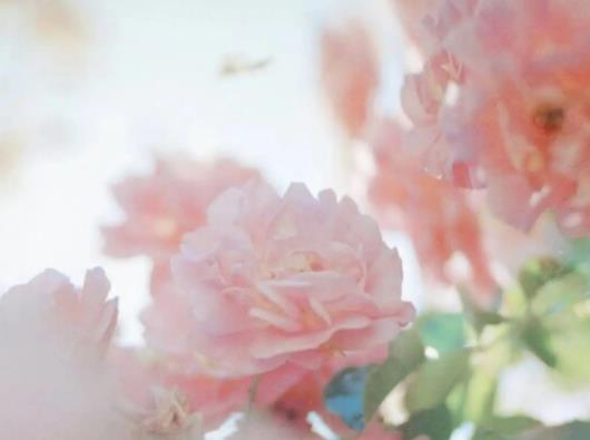 喵街花園的花哪種顏色好看?喵街花園的花種好不兌換可以繼續種嗎 喵街花園的花哪種顏色好看?喵街花園的花種好不兌換可以繼續種嗎