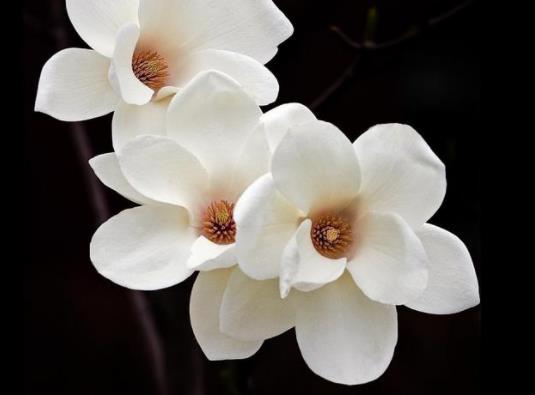 喵街花園的花哪種顏色好看?喵街花園的花種好不兌換可以繼續種嗎 喵街花園的花哪種顏色好看?喵街花園的花種好不兌換可以繼續種嗎