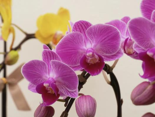 喵街花園的花是什么牌子?喵街花園的花種好不兌換可以存放多久 喵街花園的花是什么牌子?喵街花園的花種好不兌換可以存放多久