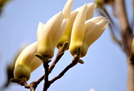 喵街種的花多久可以領到?喵街免費領花是真的還是假的 喵街種的花多久可以領到?喵街免費領花是真的還是假的