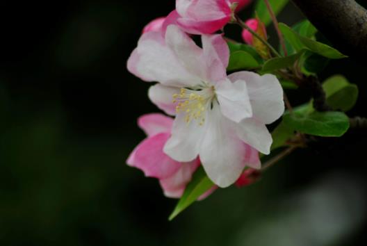 喵街種的花多久可以領到?喵街免費領花是真的還是假的 喵街種的花多久可以領到?喵街免費領花是真的還是假的