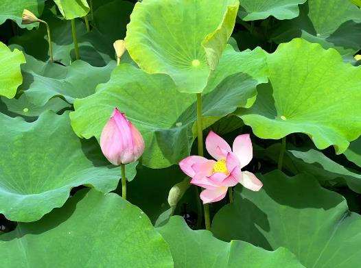 夏天天氣熱吃什么好?2023年夏天會有多熱 夏天天氣熱吃什么好?2023年夏天會有多熱